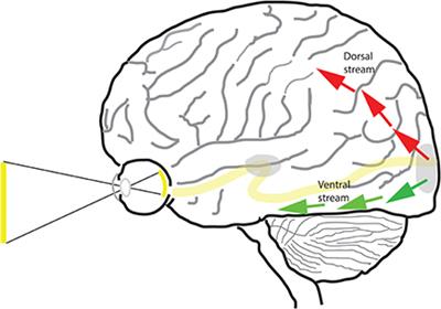 Two Visual Pathways in Primates Based on Sampling of Space: Exploitation and Exploration of Visual Information